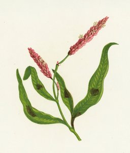 斑点のあるペルシカリア、Polygonum Persicaria 作： English School